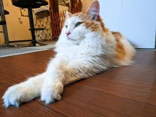 【やってみた】猫カフェに行く